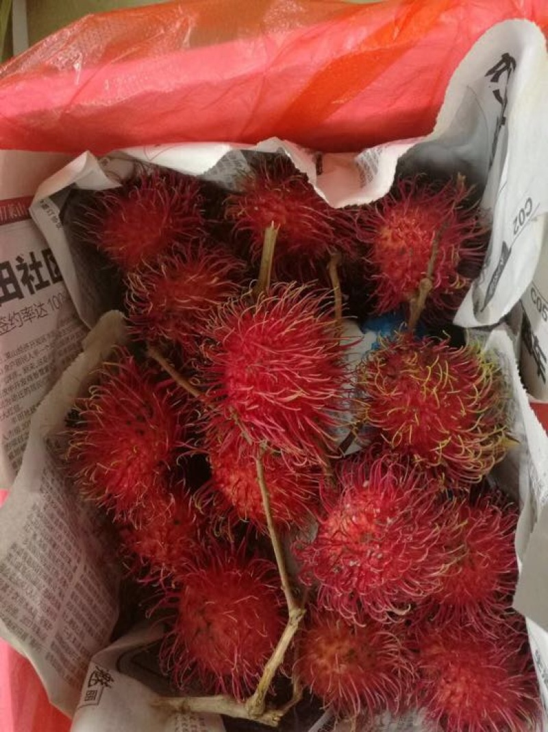 毛丹2cm以上