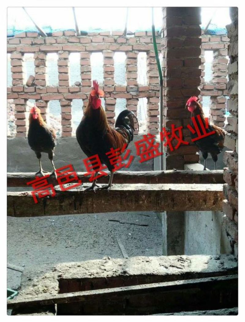 柴公鸡红公鸡优质柴公鸡成鸡回收大量供应，，