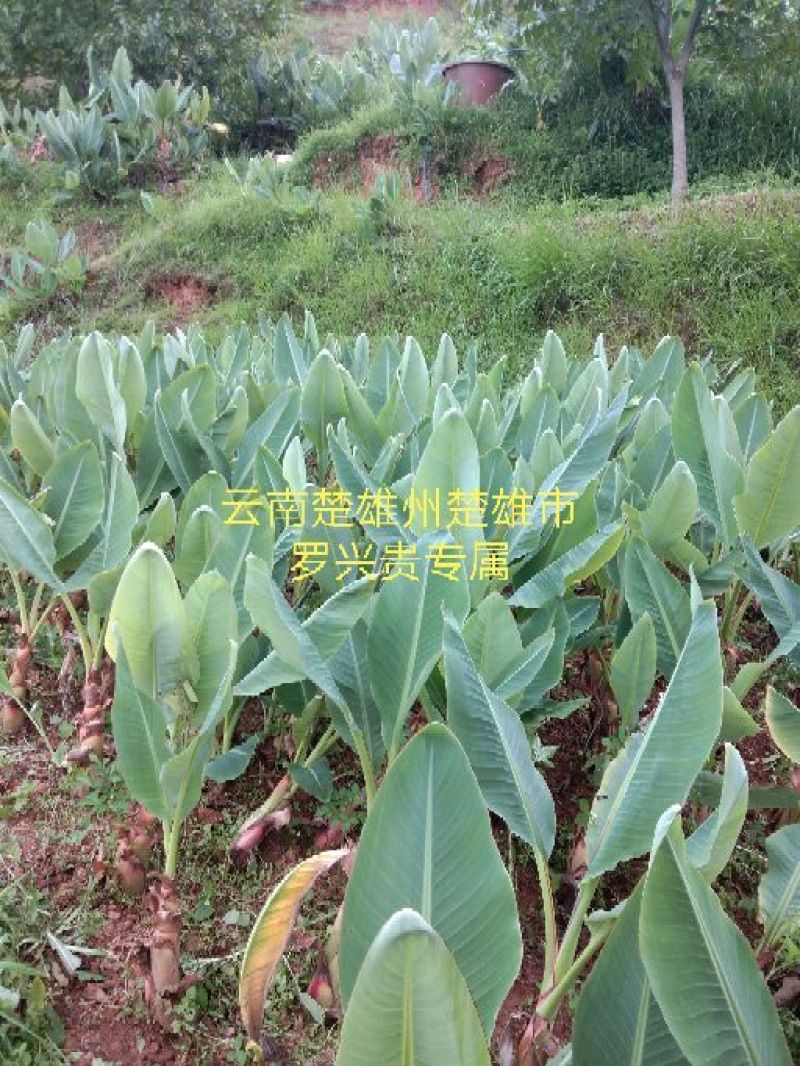 【地涌金莲】地涌金莲千瓣莲花一年苗大量有货