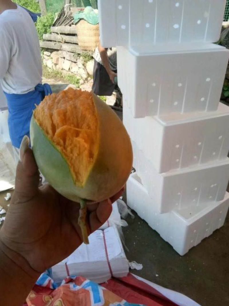 凯特芒
