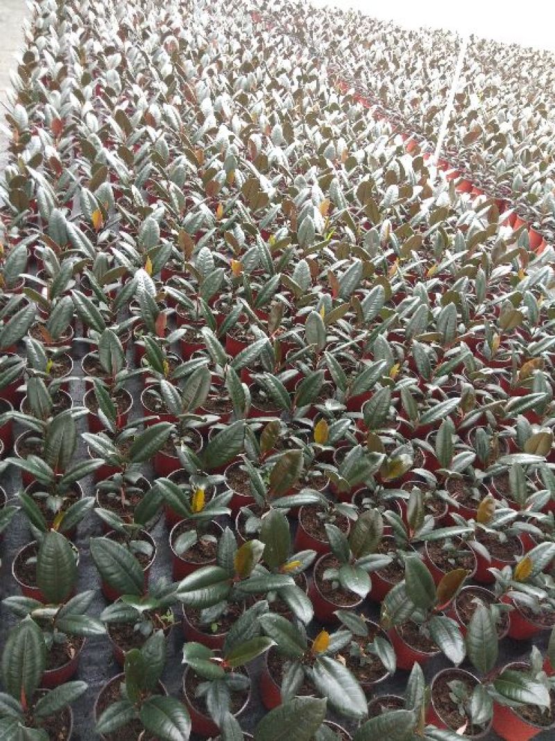 橡皮树黑金刚