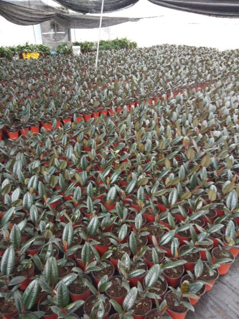 橡皮树黑金刚