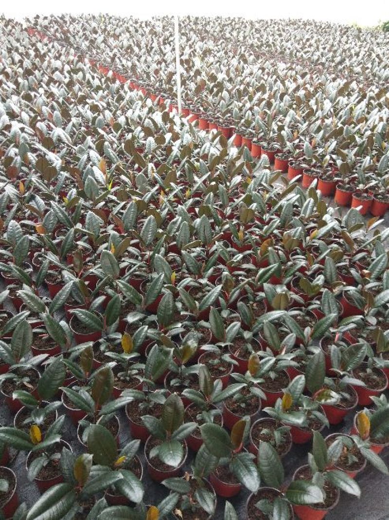 橡皮树黑金刚