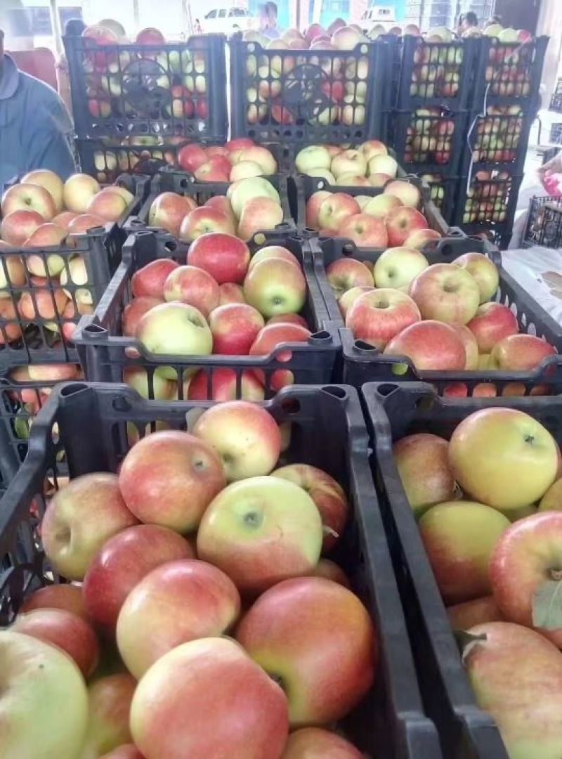 【推荐】精品嘎啦苹果产地直供品质保证可视频看货