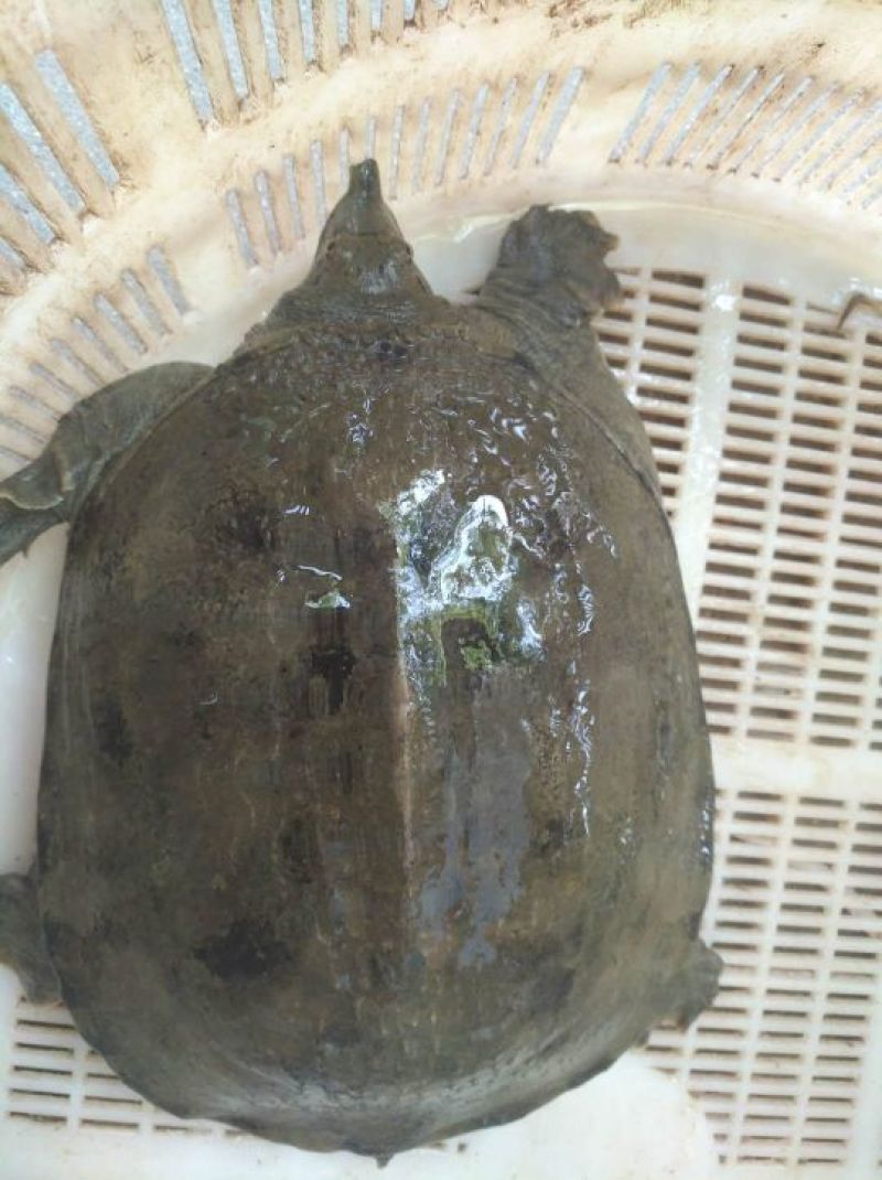 野生甲鱼