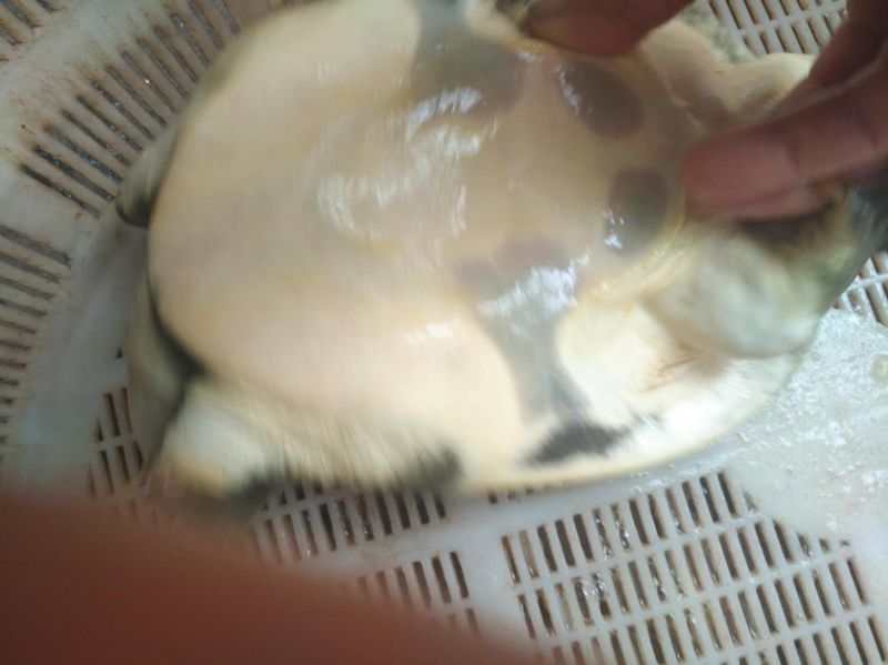 纯野生甲鱼