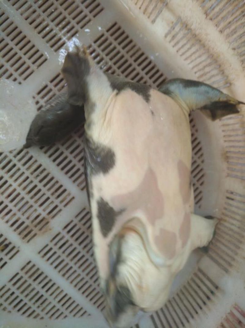 纯野生甲鱼