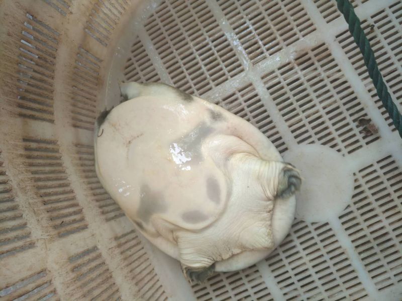 纯野生甲鱼