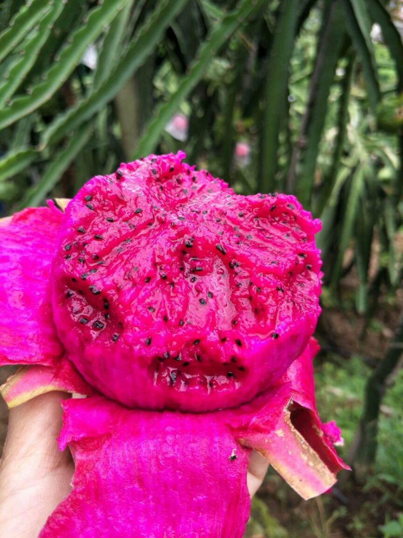 有机红心火龙果