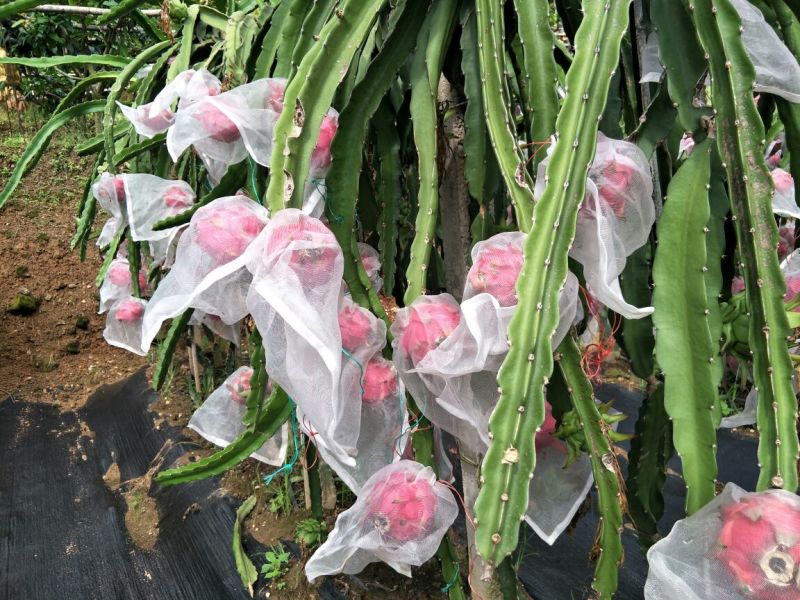 有机红心火龙果