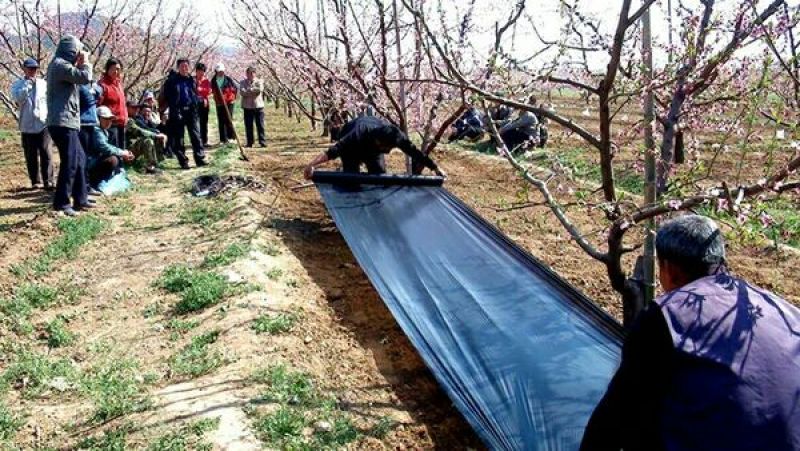 黑色地膜除草膜保温保湿黑色地膜白色地膜双色地膜