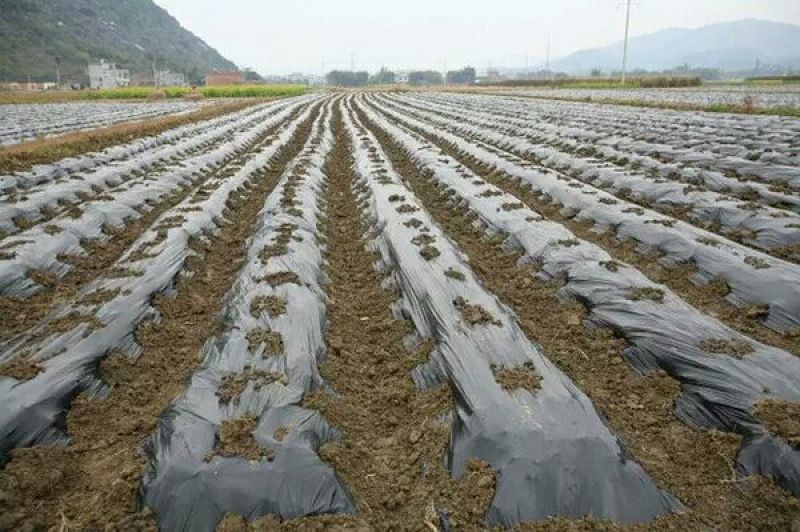 黑色地膜除草膜保温保湿黑色地膜白色地膜双色地膜
