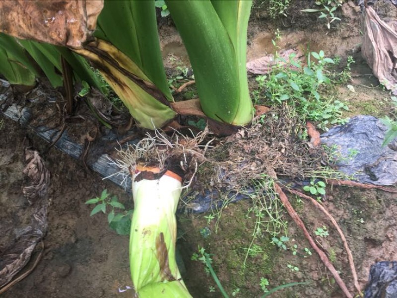 荔浦芋头粉芋头产地发货袋装市场货，箱装电商货