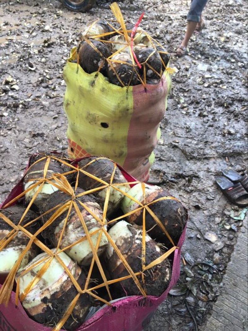 荔浦芋头粉芋头产地发货袋装市场货，箱装电商货