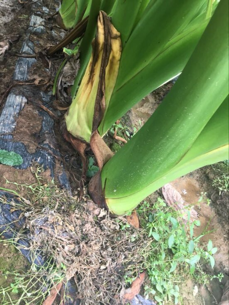 荔浦芋头粉芋头产地发货袋装市场货，箱装电商货