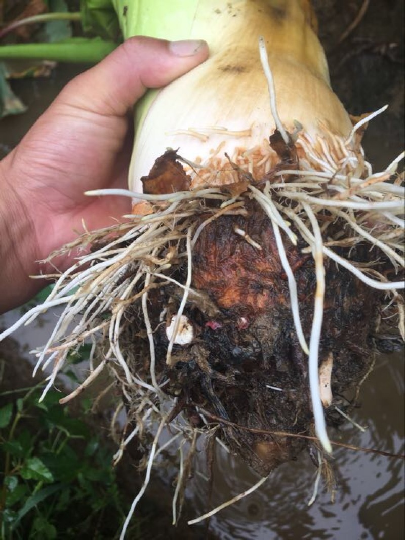 荔浦芋头粉芋头产地发货袋装市场货，箱装电商货