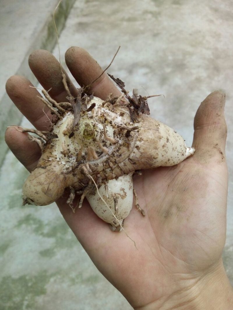 野生家养紫花三叉大白芨，非诚勿扰