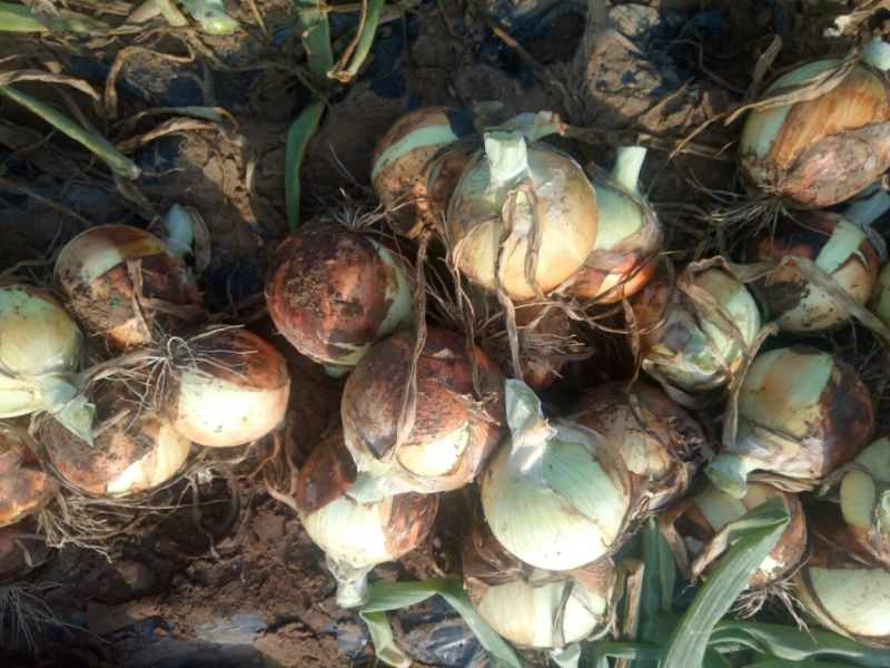 【洋葱】精品辽宁紫皮洋葱，精品洋葱大量有货，欢迎实地考察