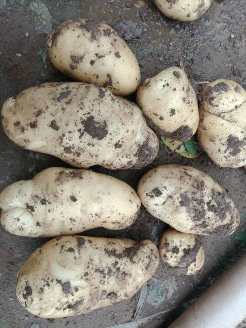 【土豆】辽宁荷兰十五，大量上市规格齐全产地直发全国发货