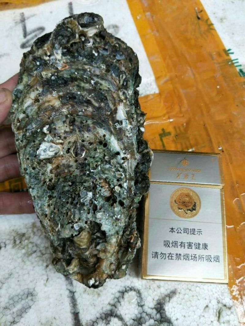 一手货源的湛江大蚝，规格4到6两一个，口感好