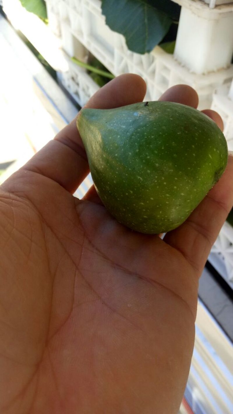 春季无花果