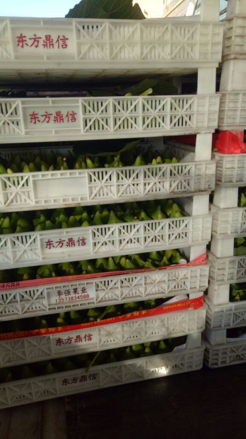 春季无花果