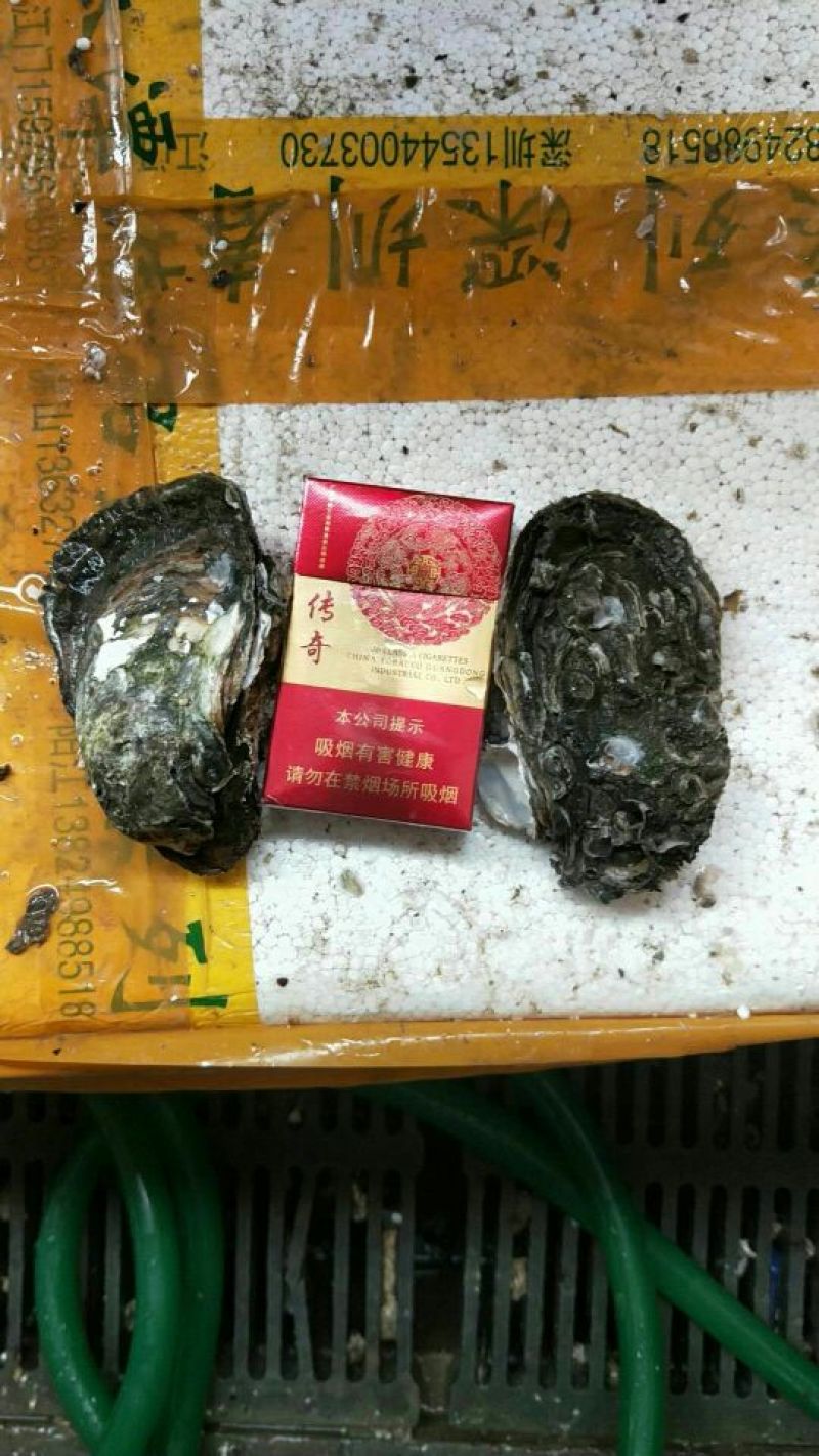 一手货源湛江中蚝批发，一斤有3到4个，全国发货，价格便宜