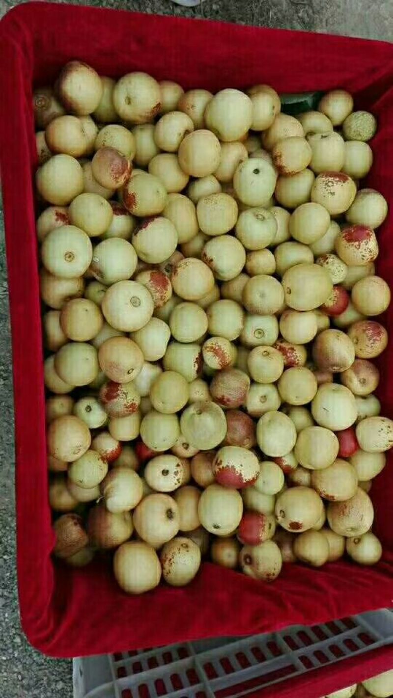 优质大荔冬枣供应