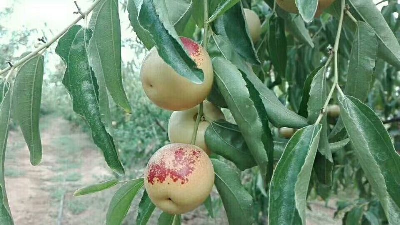 优质大荔冬枣供应