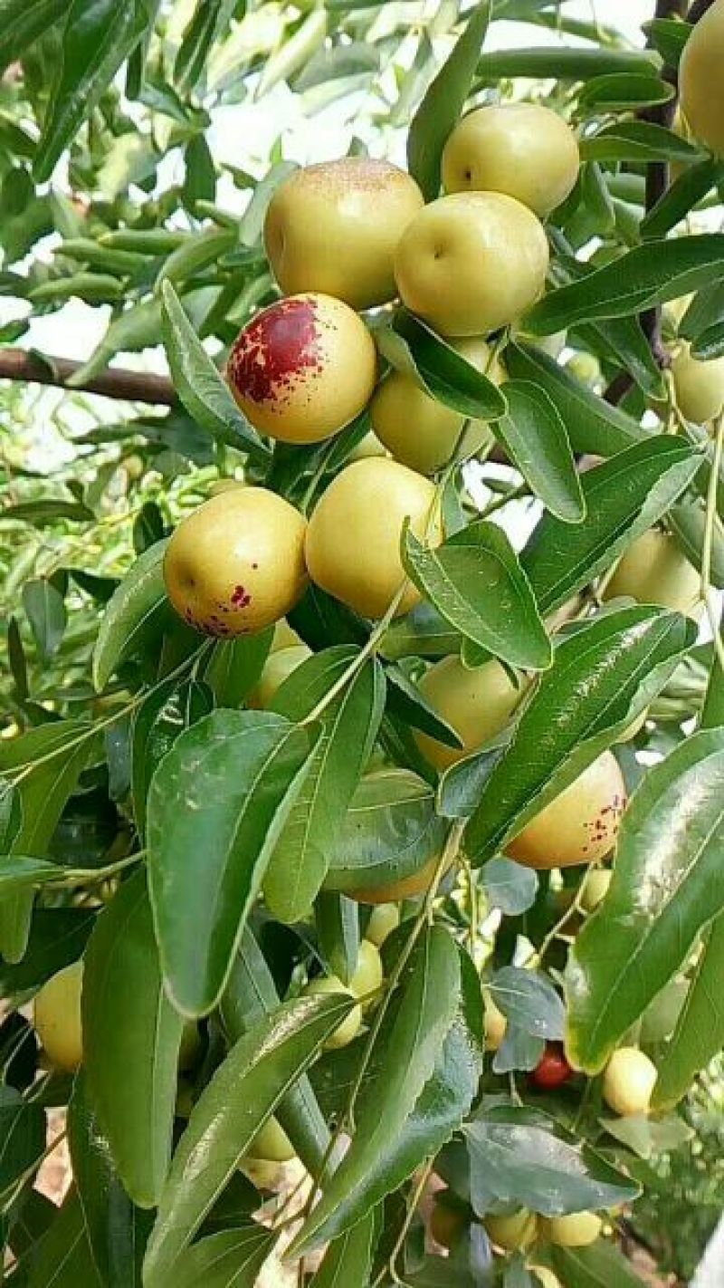 优质大荔冬枣供应