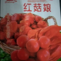 药用红姑娘种子。果色好看，货源充足