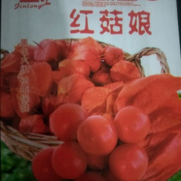 药用红姑娘种子。果色好看，货源充足