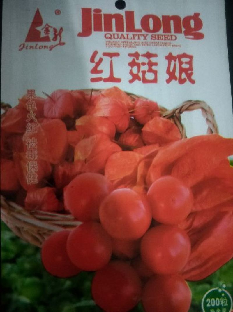 药用红姑娘种子。果色好看，货源充足