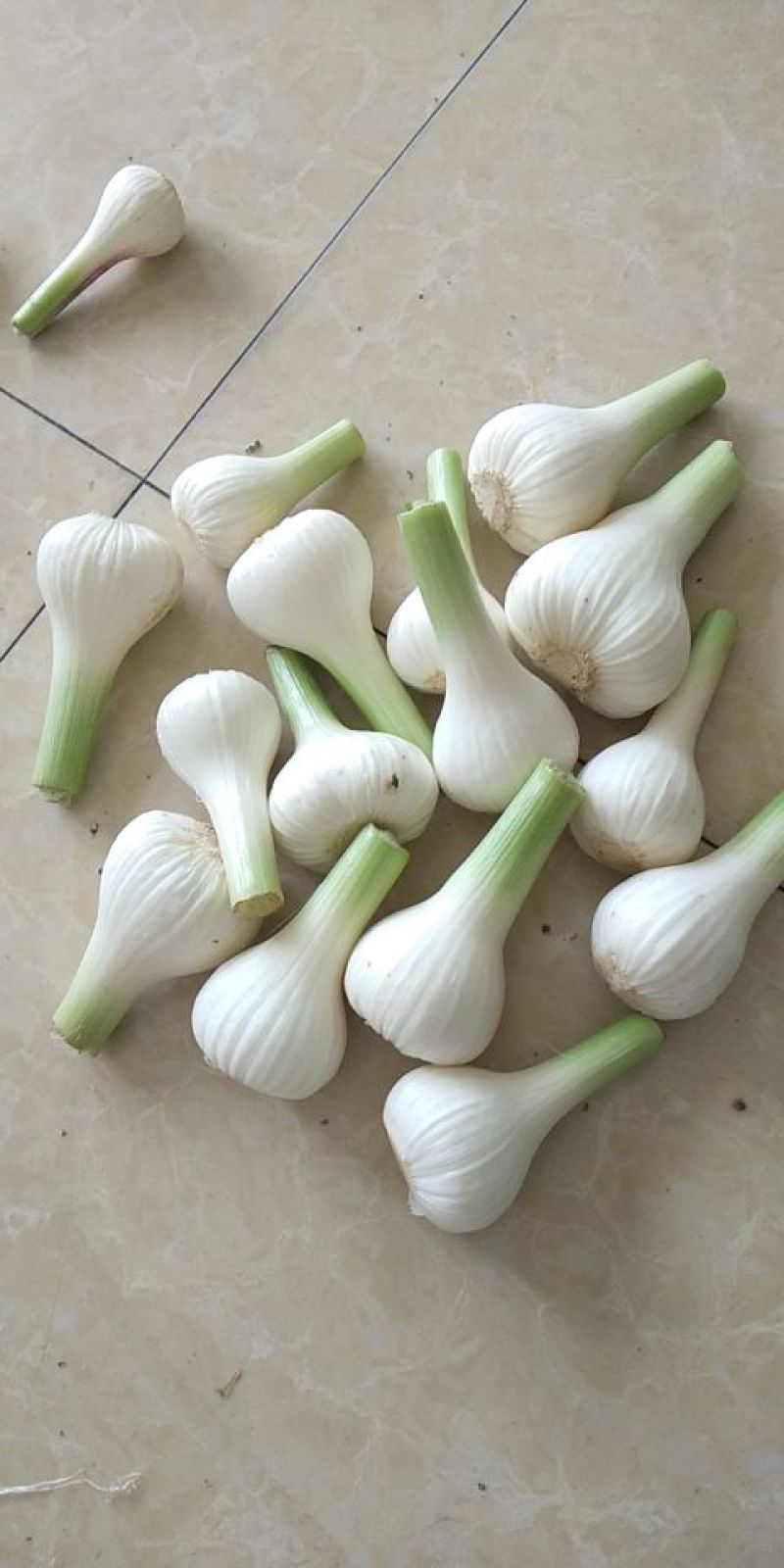 吉林精品青蒜头大量上市，大量供应，全国代发！