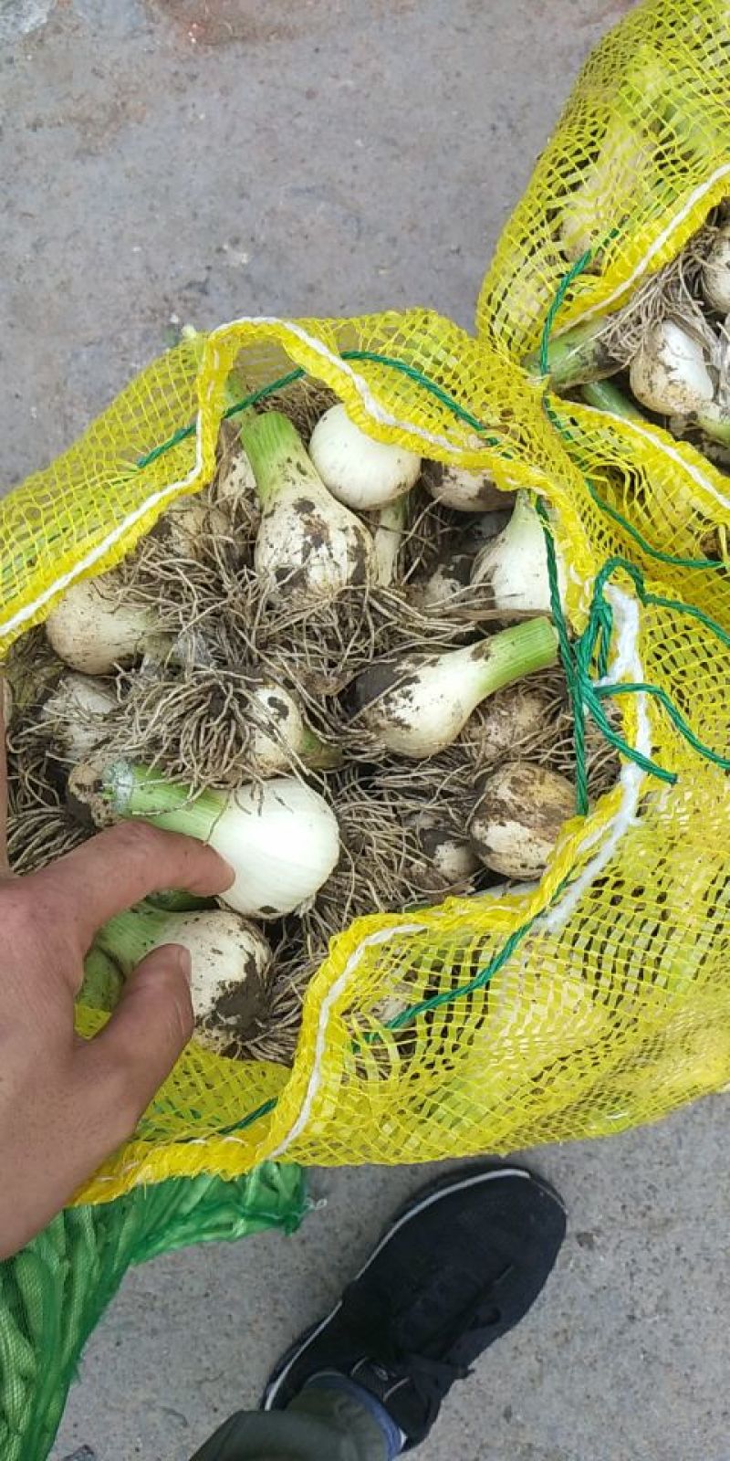 吉林精品青蒜头大量上市，大量供应，全国代发！