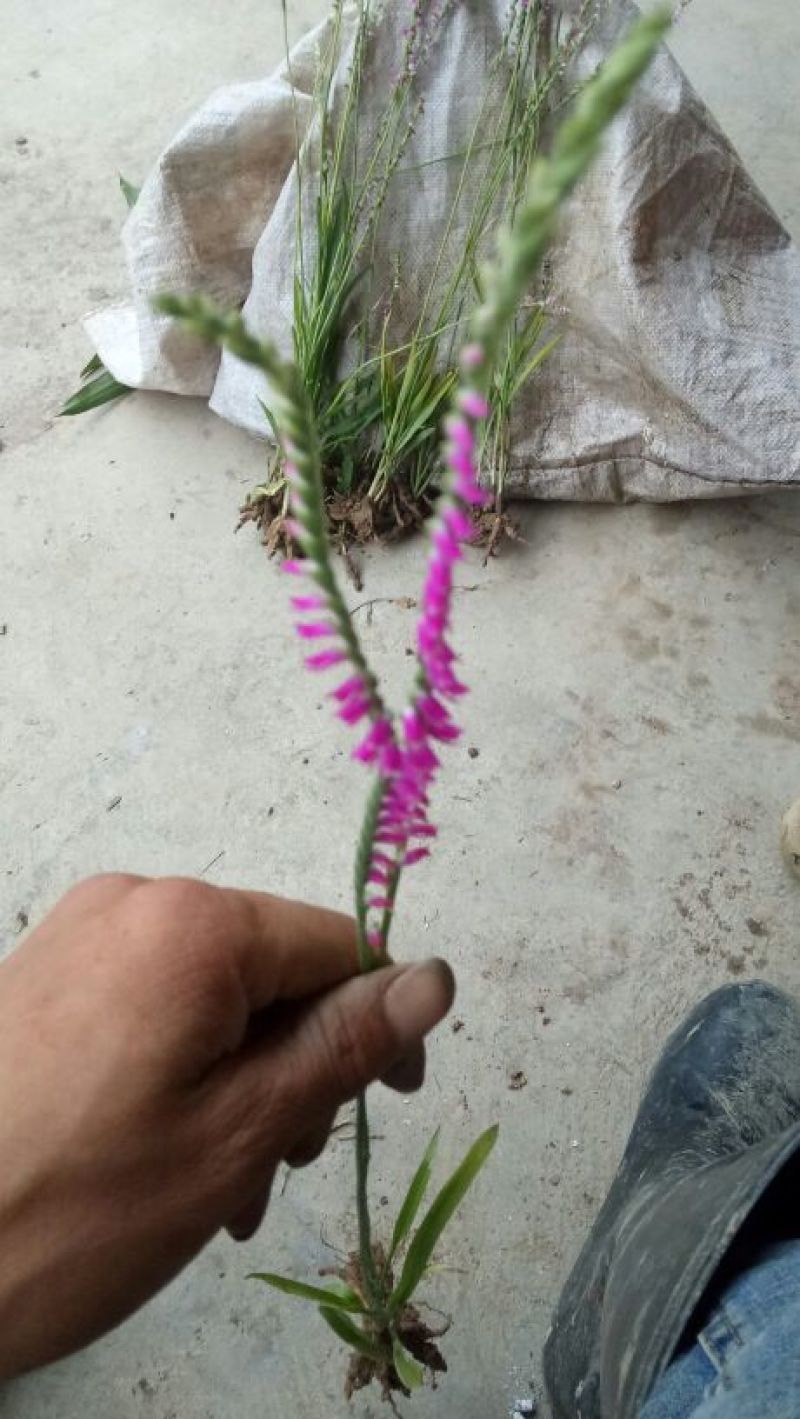 盘龙参