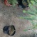 余甘苗，甘甜美味，全国发货