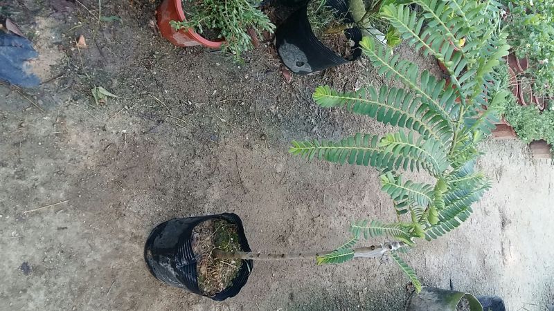 余甘苗，甘甜美味，全国发货