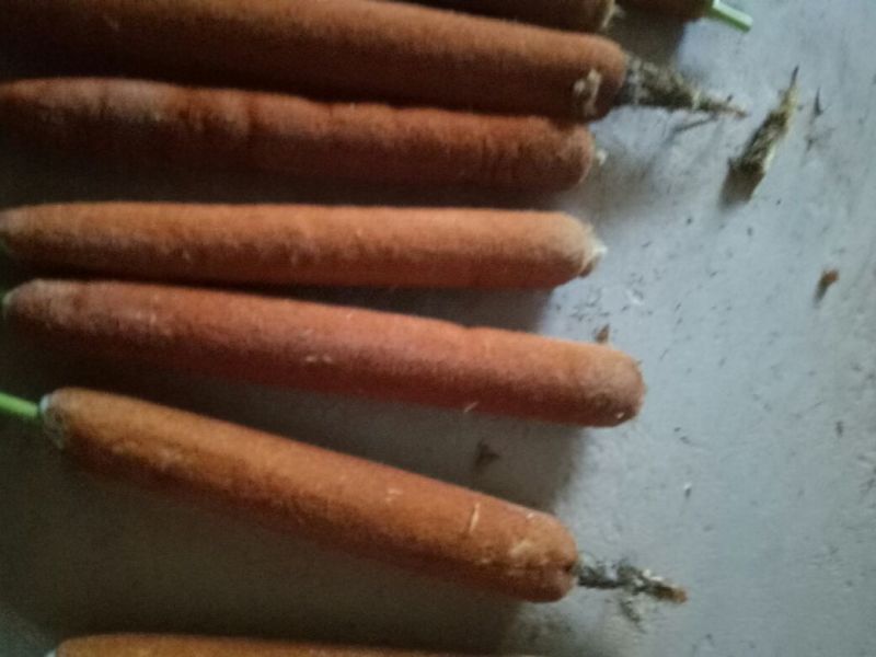 蒲黄