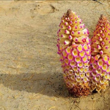 草苁蓉