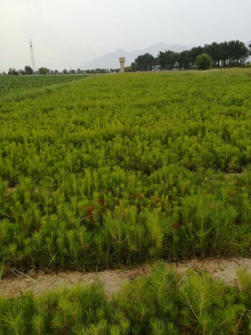 油松营养杯苗，大田旱地苗，成活率有保障