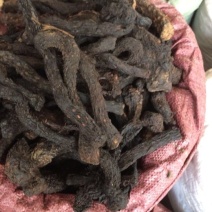肉苁蓉，中大条