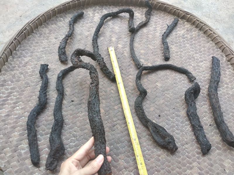 肉苁蓉，中大条