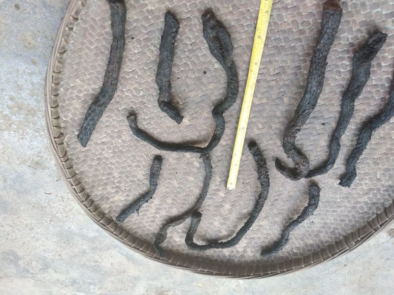 肉苁蓉，中大条