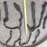 肉苁蓉，中大条