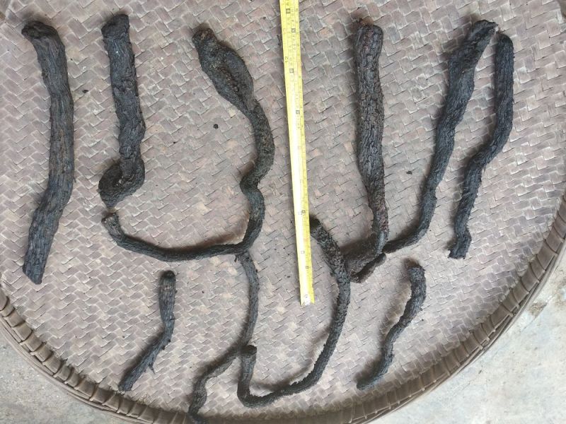 肉苁蓉，中大条