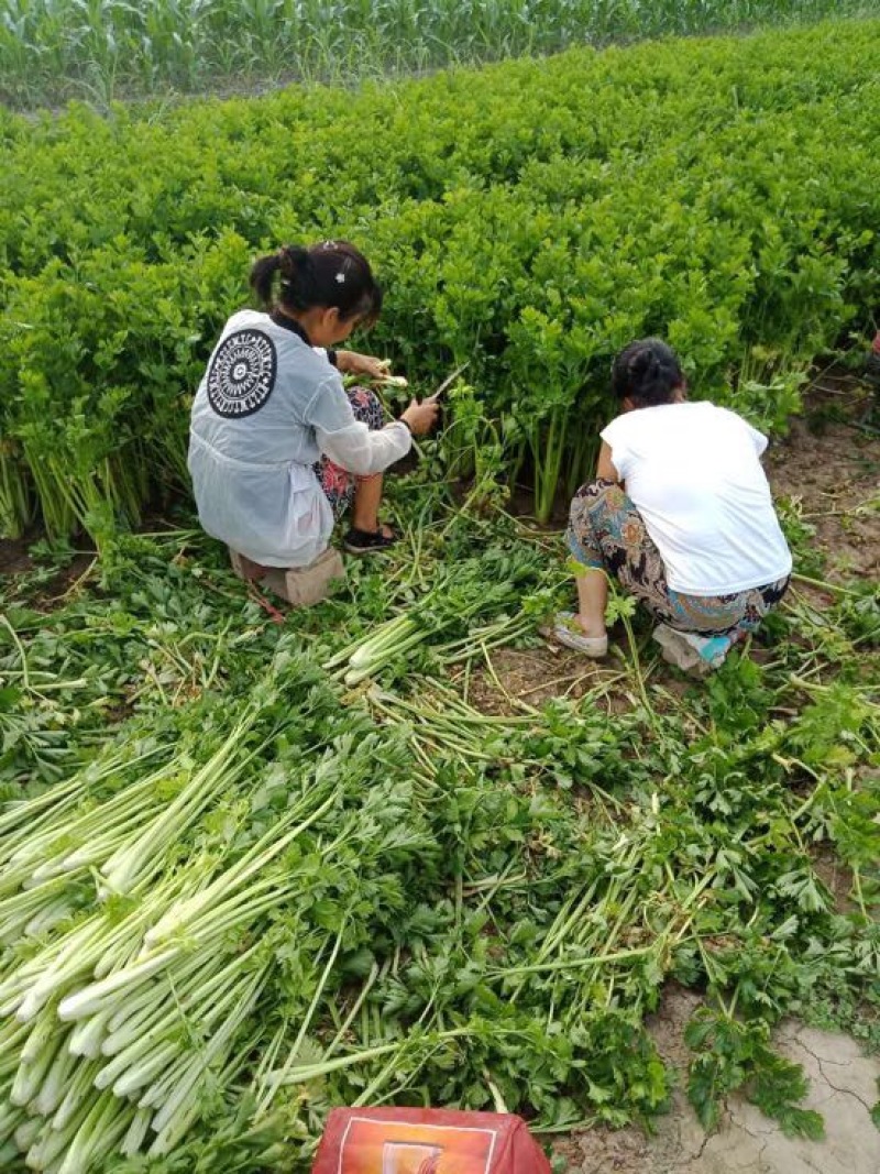 芹菜45cm以上可根据客户要求标准采购