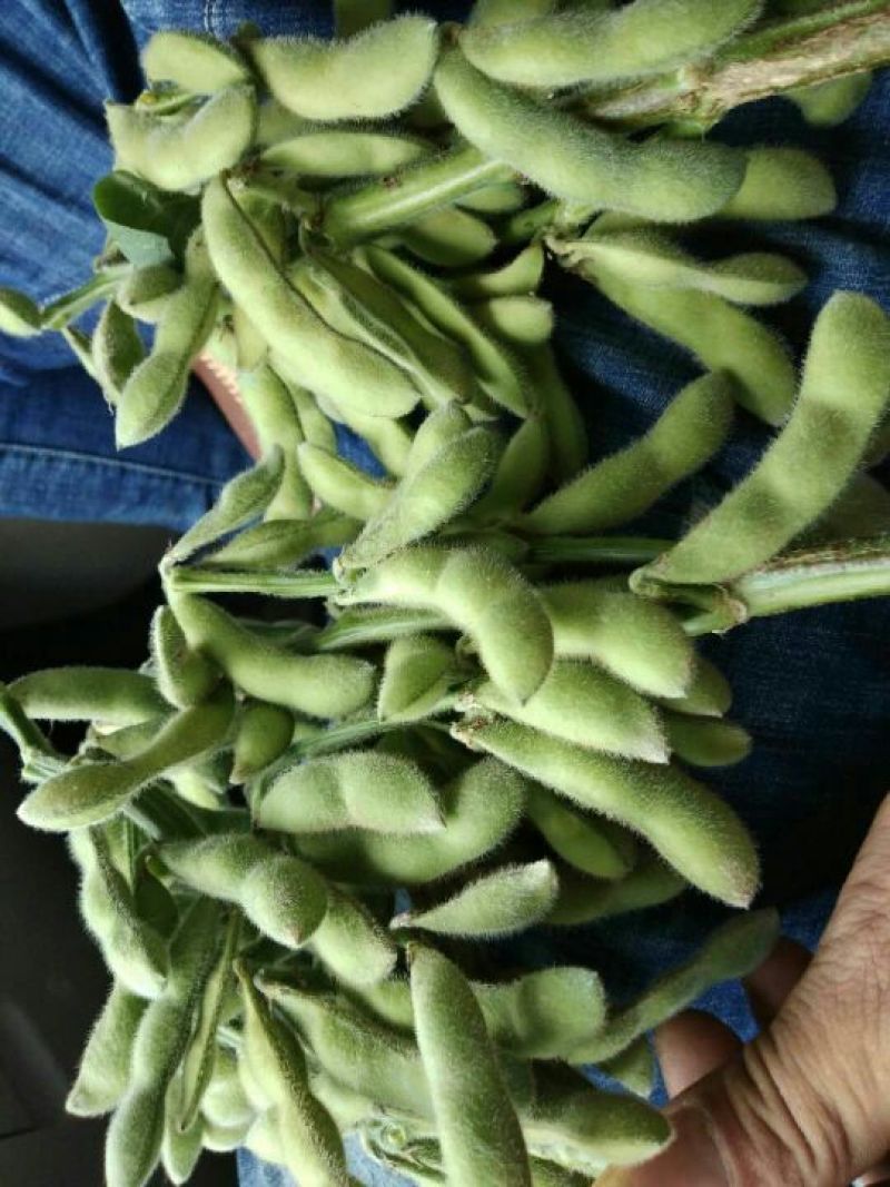 绿宝石