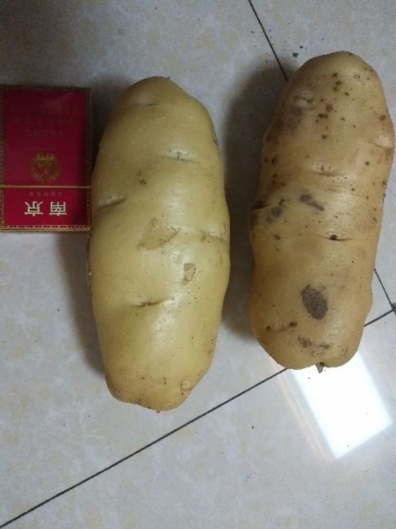 滕州冷库土豆大量出库中