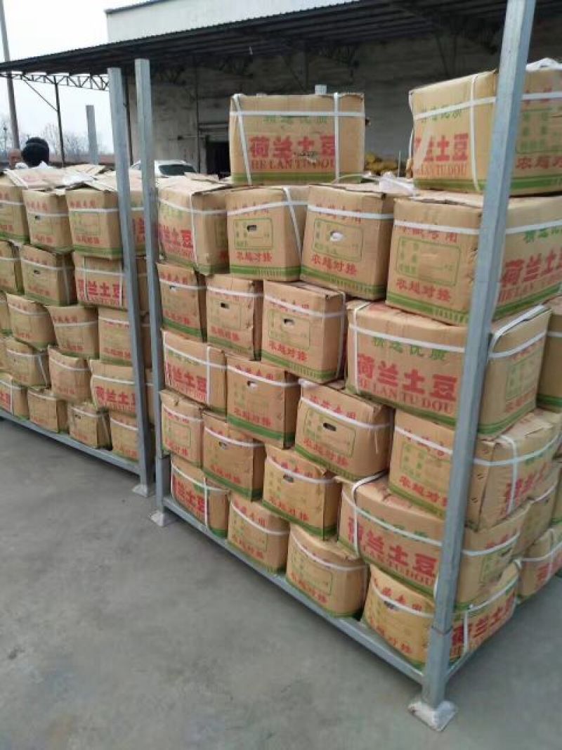 滕州冷库土豆大量出库中